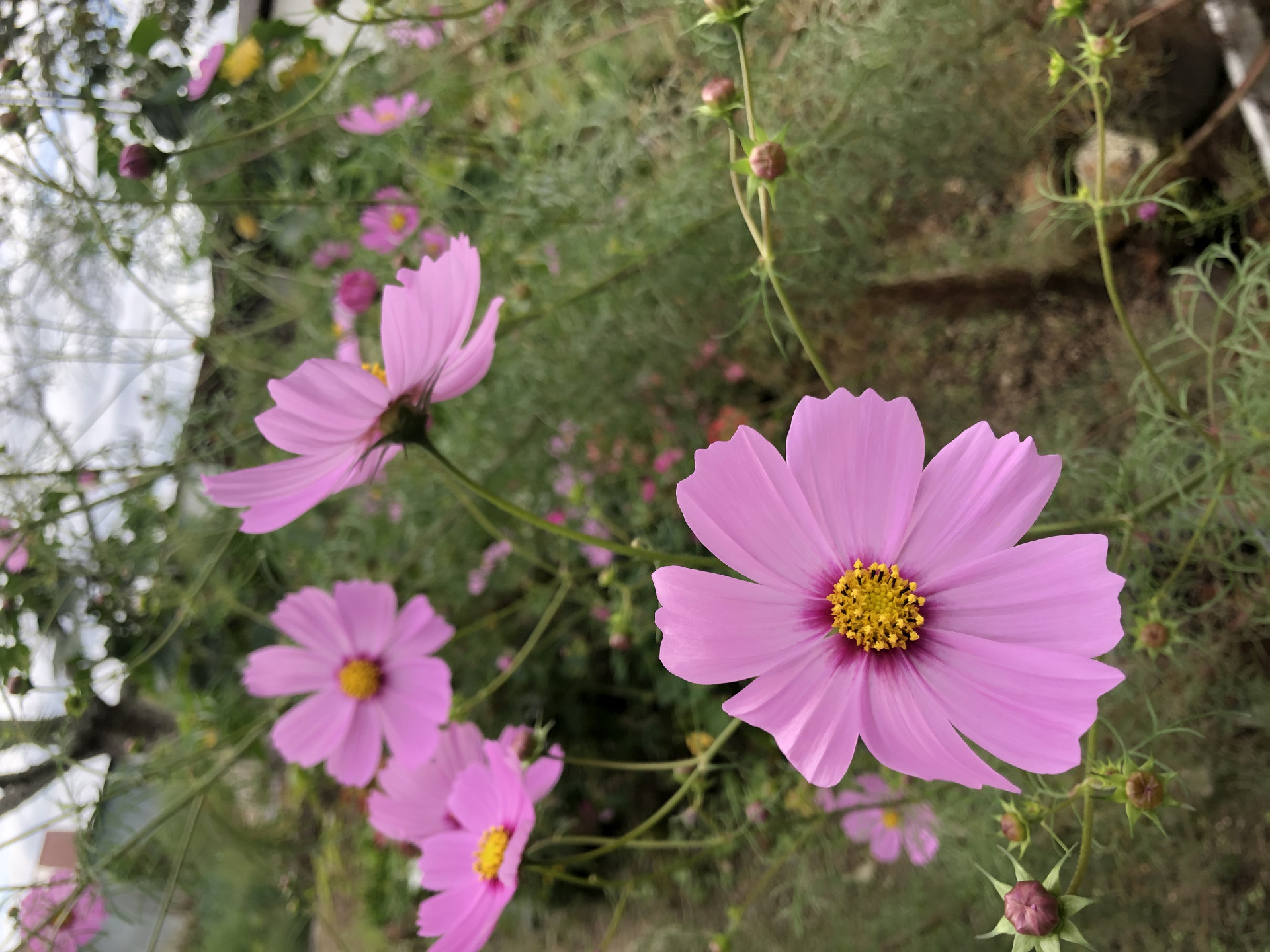 コスモスが綺麗に咲いています♫東広島市の青春の家